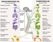 Et Helhetlig Perspektiv P Nervesystemet The Ideal You Mer Et Helhetlig Perspektiv P Nervesystemet The Ideal You Mer
